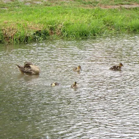 Apartment Vitalis Muszyna